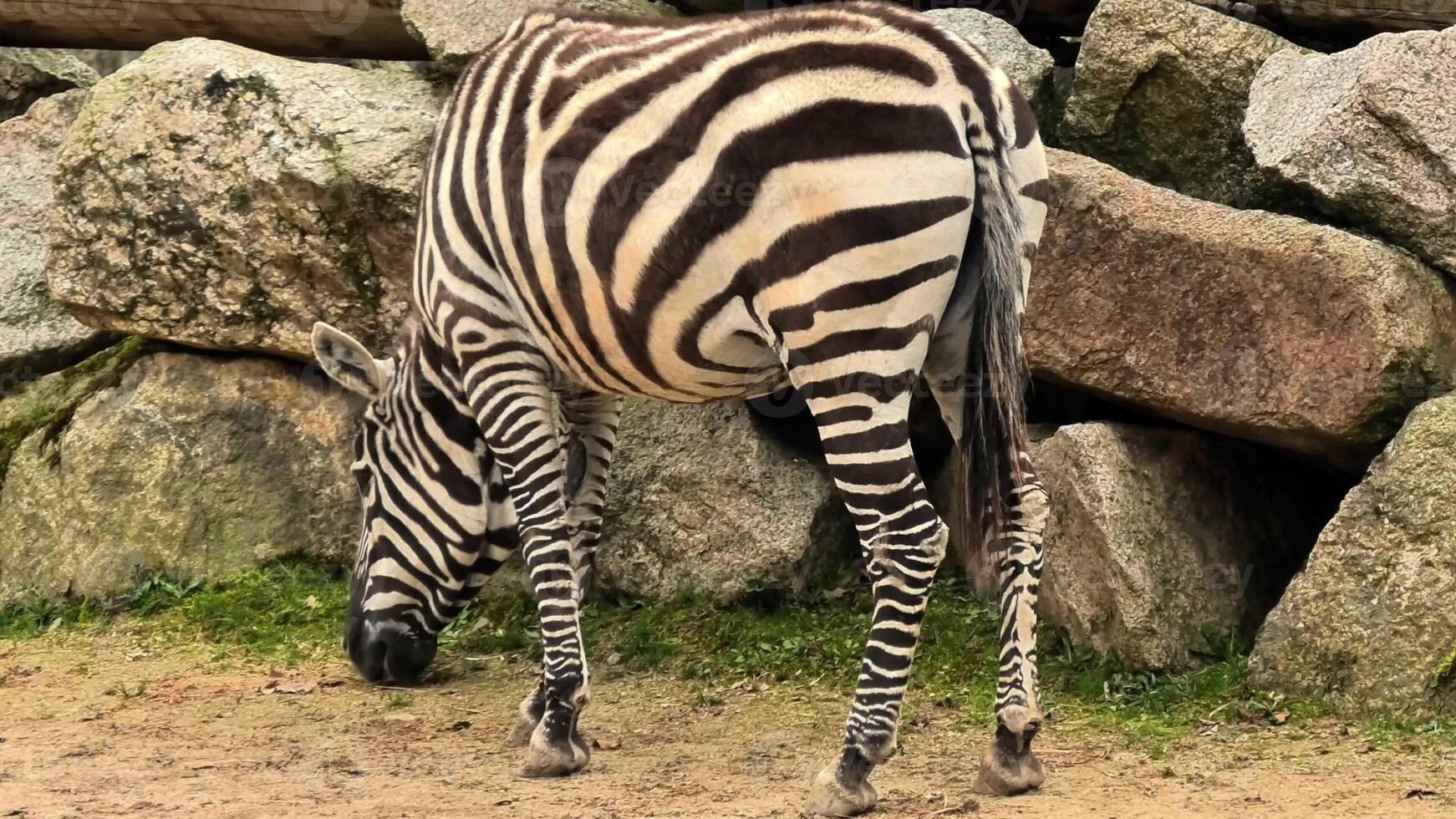 A zebra is seen peacefully grazing near rocky terrain, showcasing its incredibly striking black and white stripes photo