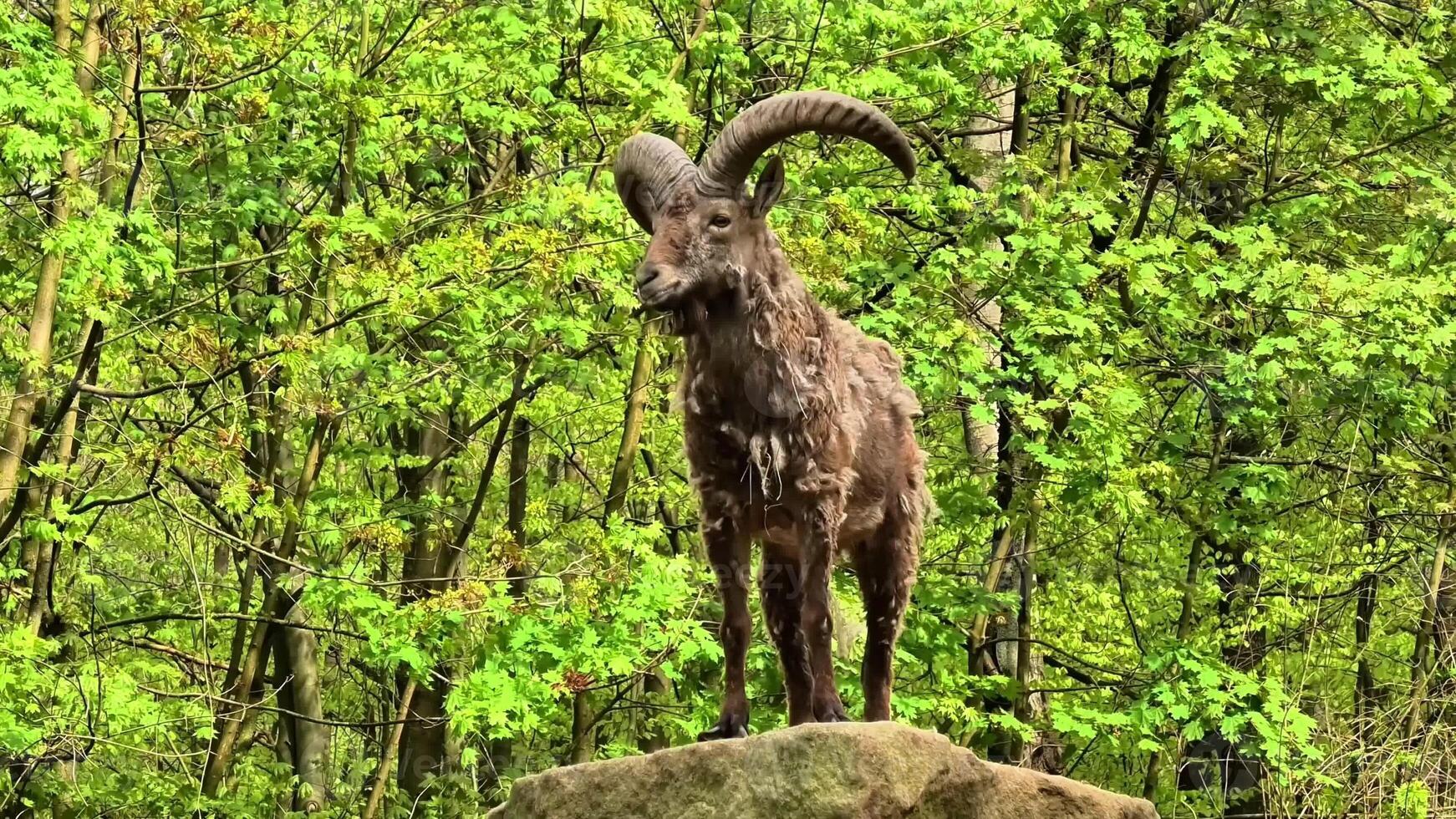 In a vibrant and lush forest, a stunning goat sculpture is prominently placed, showcasing exquisite wildlife art photo