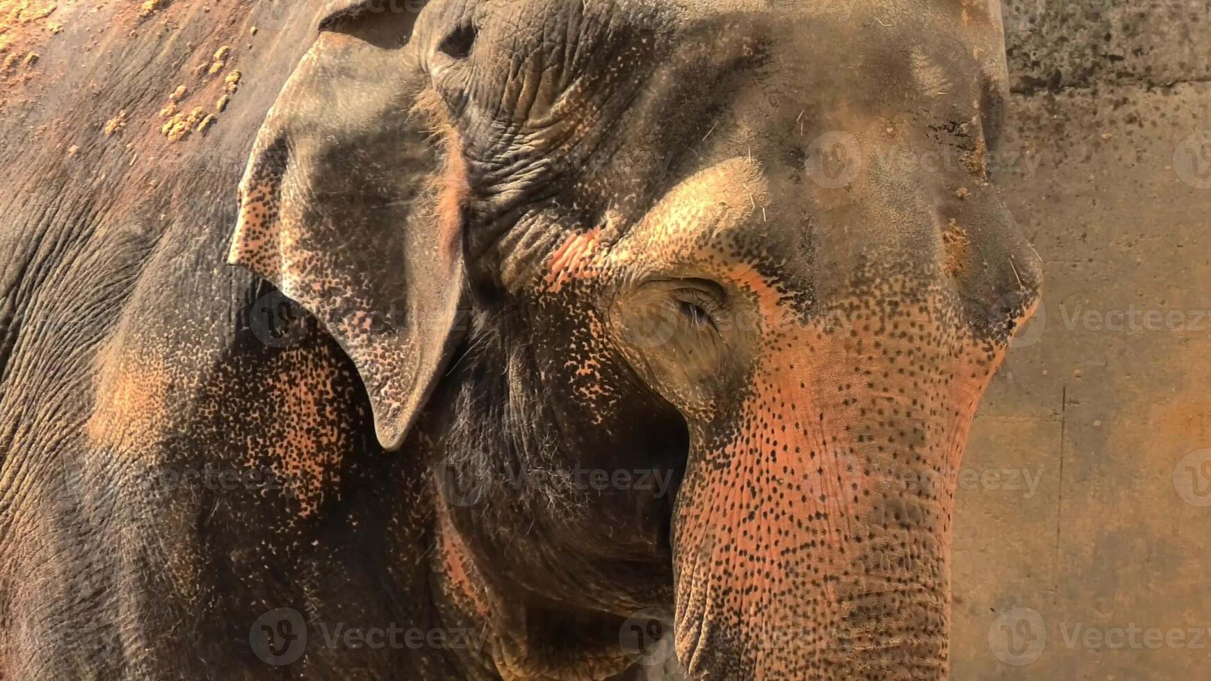 A mesmerizing closeup of an Asian elephant highlighting its distinctive features, textures, and unique characteristics photo