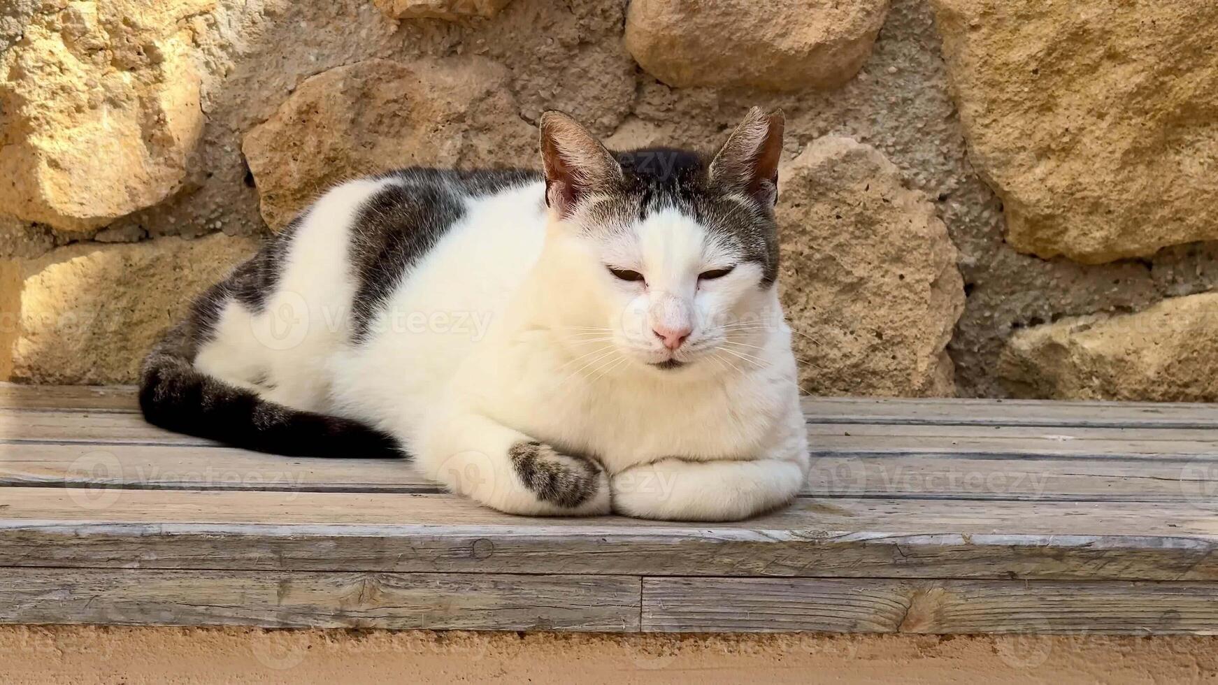 A serene cat rests on a wooden bench by a rustic stone wall, embodying tranquility and leisure in nature photo