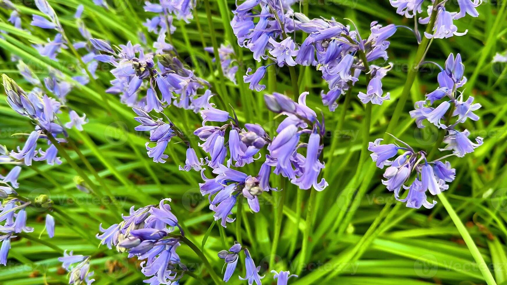 Stunning closeup view of beautiful bluebell flowers surrounded by vibrant green foliage in a delightful garden setting photo