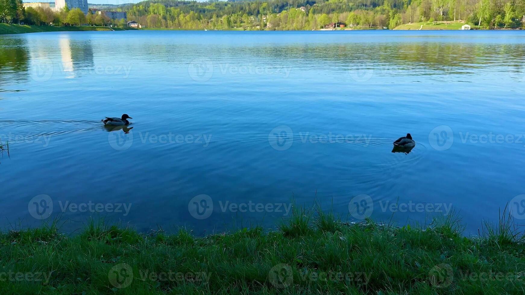 Appreciate the serene scene of ducks gliding over a picturesque lake, surrounded by vibrant greenery photo