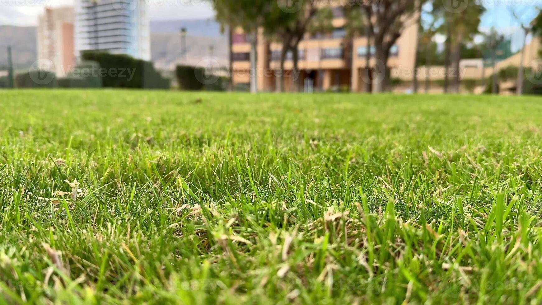 A parks green grass contrasts with modern buildings, offering a refreshing escape of charm and tranquility photo