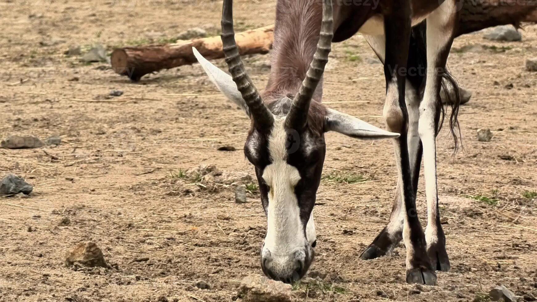 A beautiful antelope grazes gracefully on the lush ground, showcasing its elegant features in a serene environment photo