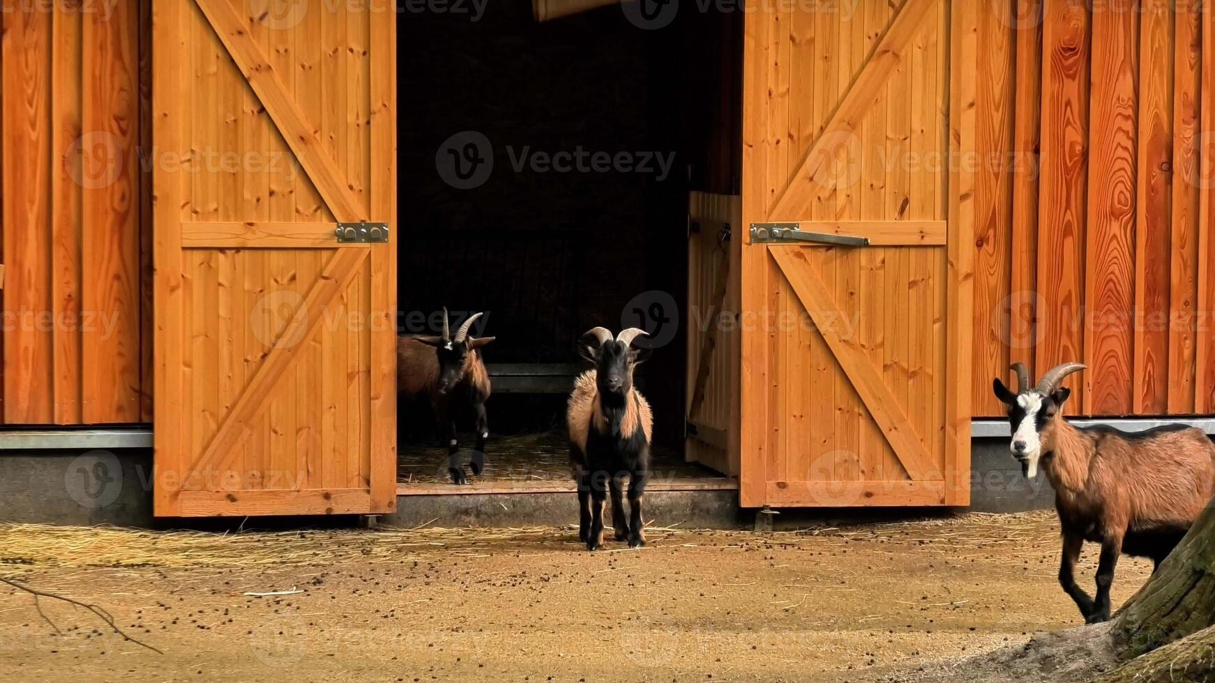 A group of curious and friendly goats is standing at the entrance of a cozy barn with two wooden doors and sandy ground photo