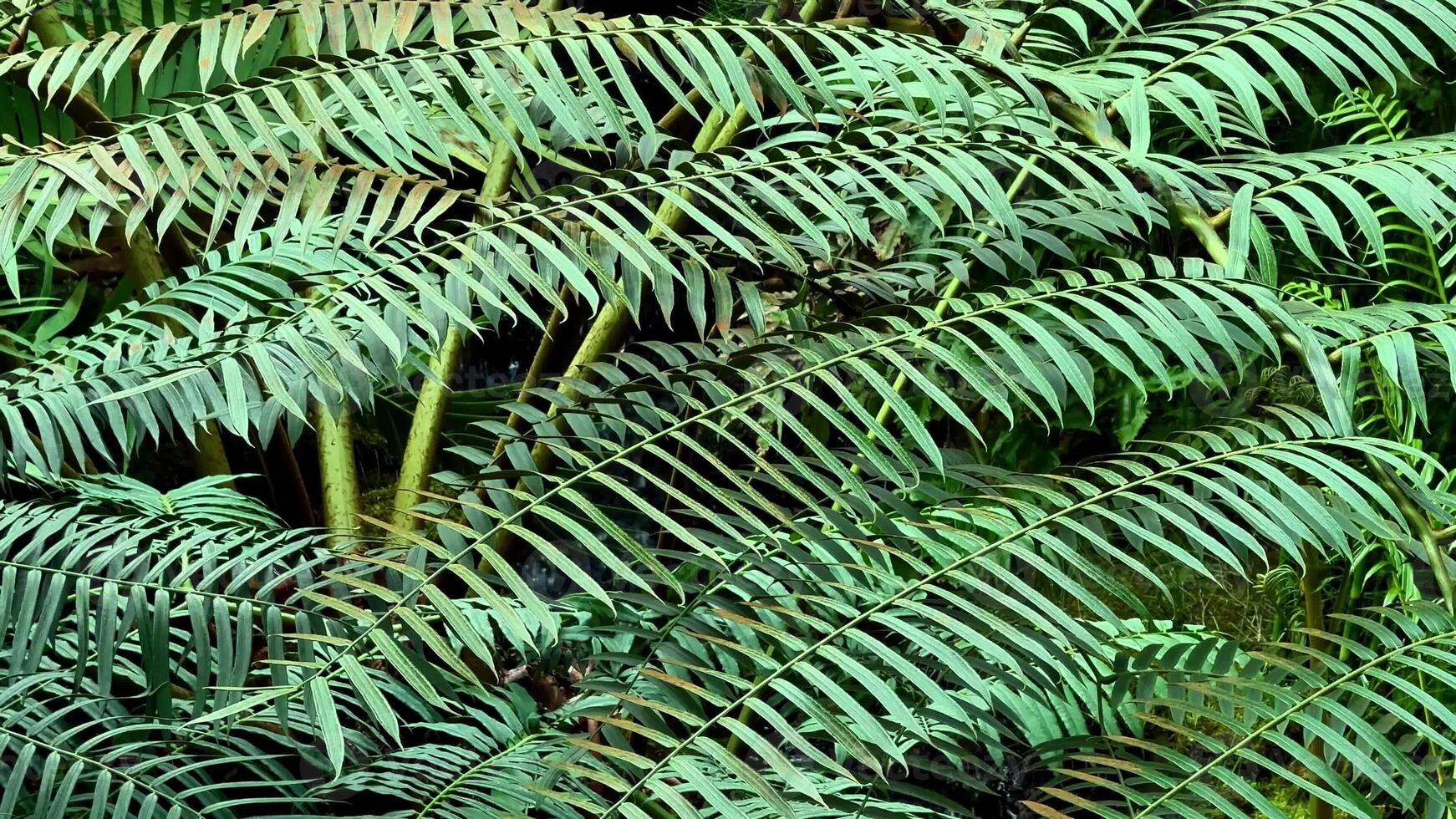 A serene and calming view features vibrant ferns showcasing their lush green foliage within a dense environment photo