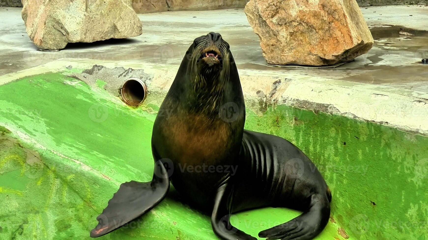 A vibrant sea lion lounging in its natural habitat, showcasing its playful nature as well as unique features photo