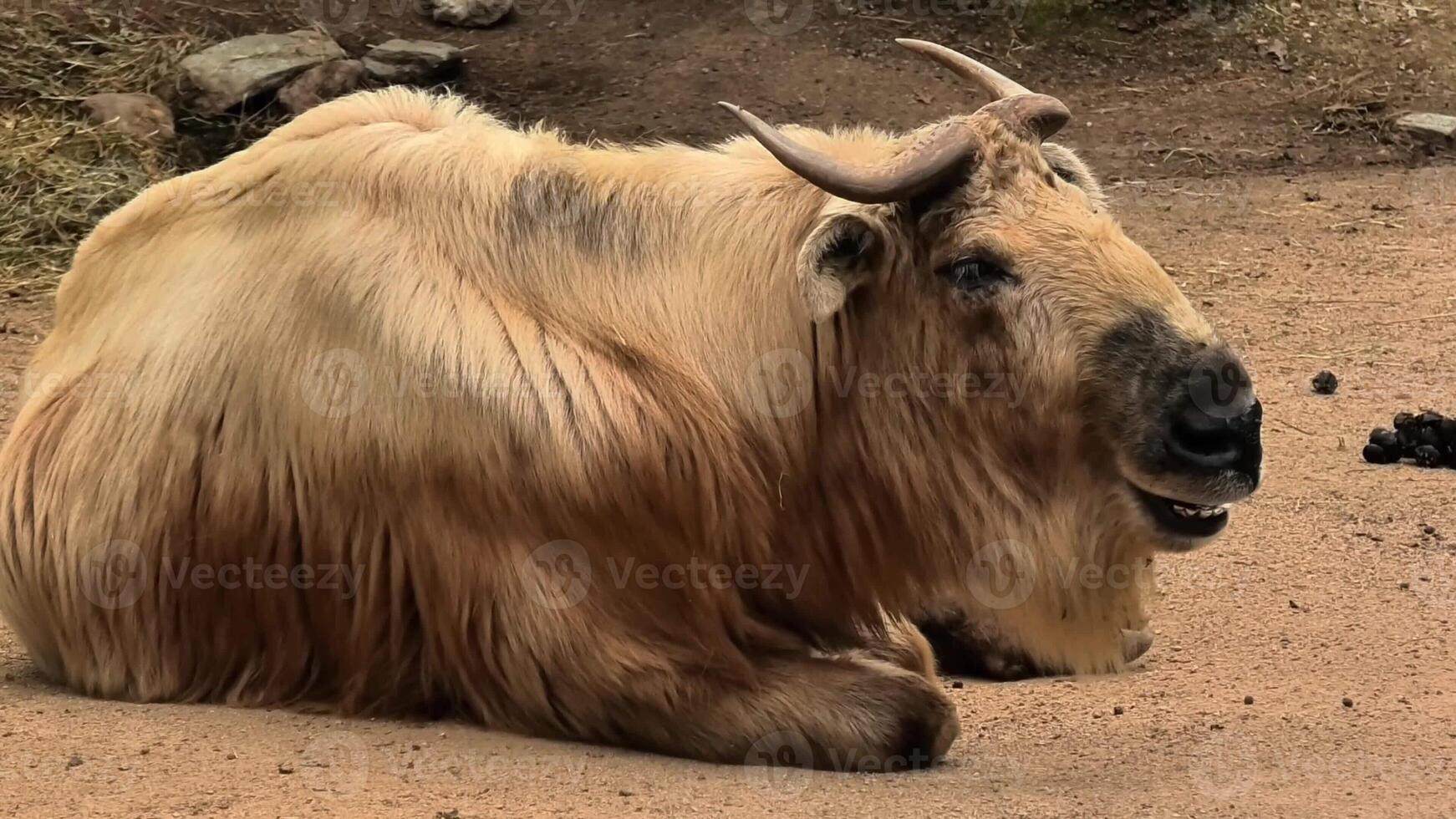A tranquil and serene view of a resting yak, beautifully showcasing its unique features and natural environment photo