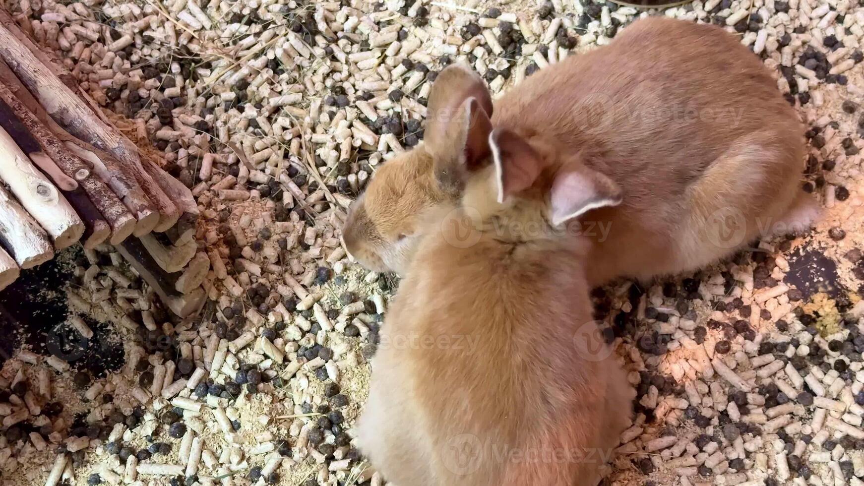 Two adorable rabbits are snuggled up together, enjoying their time on soft bedding within a tranquil environment photo