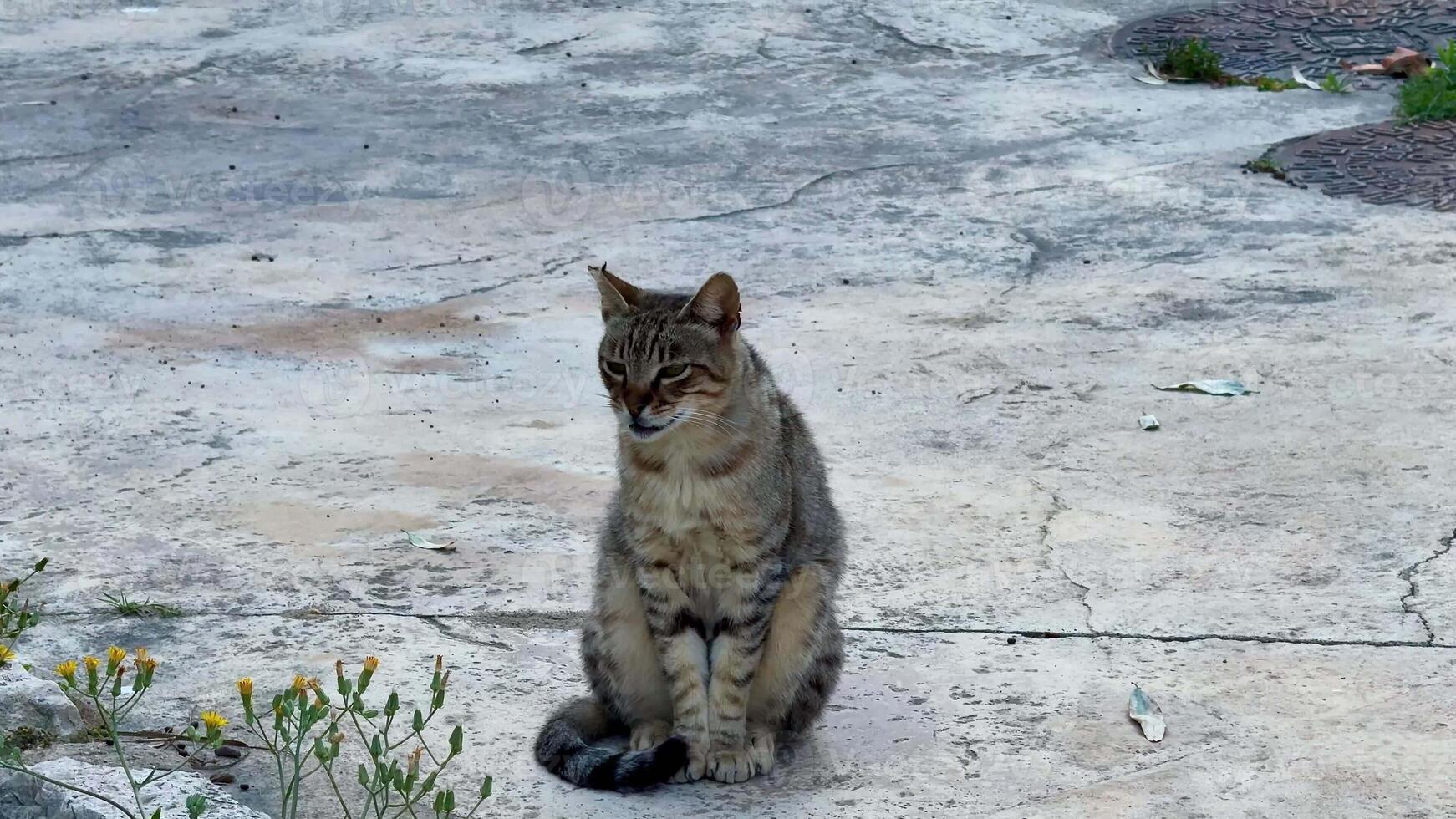 Two stray cats lounging on concrete, showcasing their playful and relaxed nature in an urban setting. photo