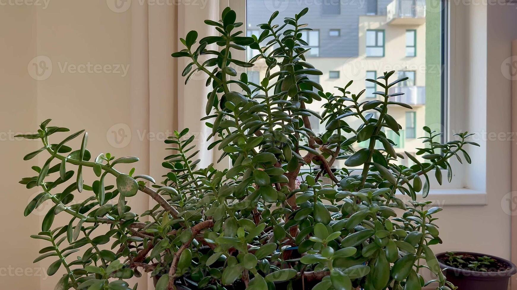 A vibrant and lush indoor plant with bright green leaves prominently viewed from a stylish modern apartment window photo
