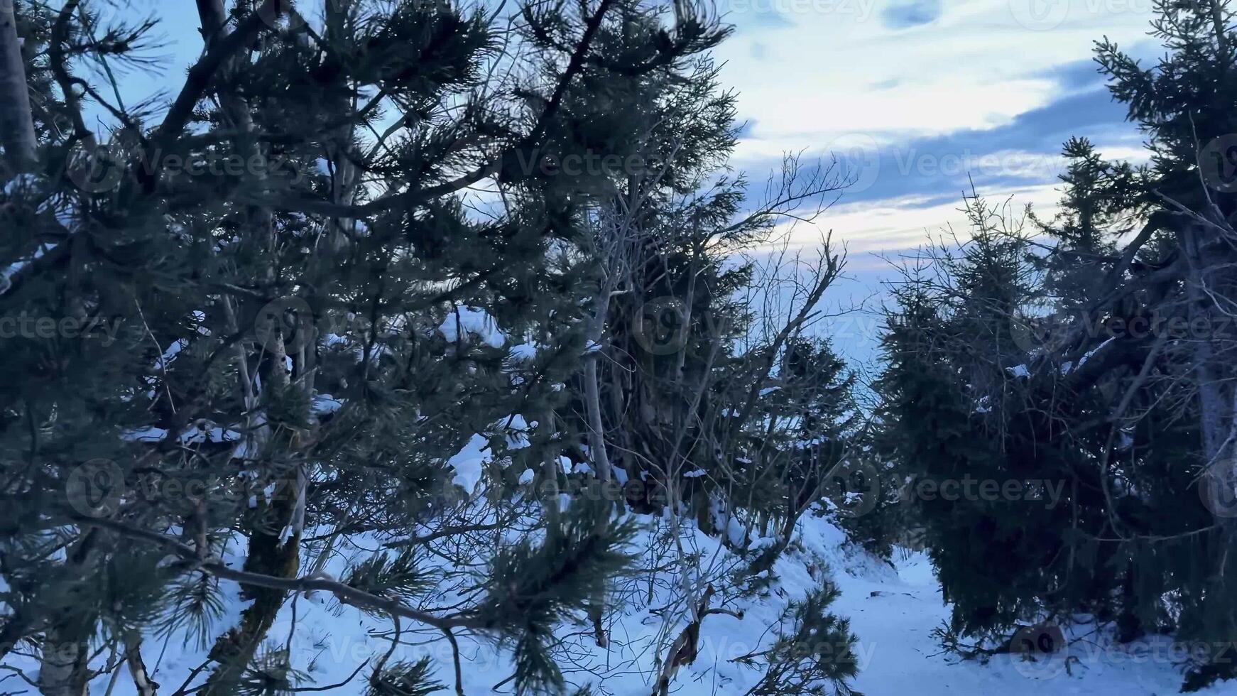 A stunningly serene winter scene showcases a snowcovered ground and majestic pine trees set against a dramatic sky photo