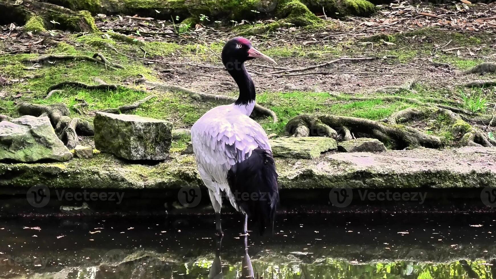 A stunning bird is gracefully poised by the still water, showcasing the natural beauty found in a serene setting photo