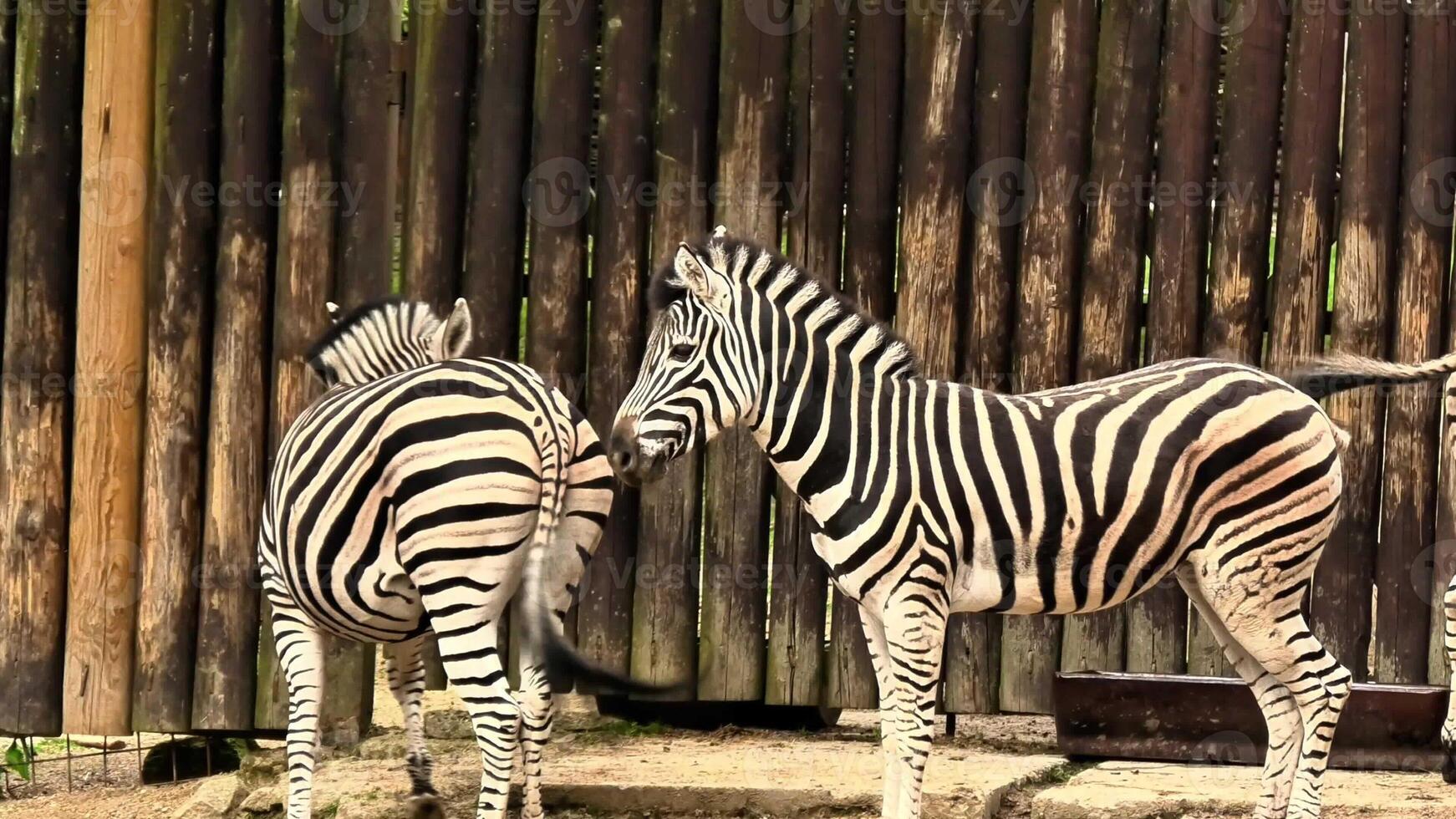 Two zebras are playfully interacting with each other, showcasing their unique patterns in a tranquil environment photo