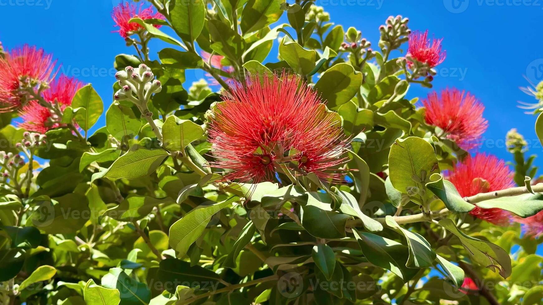 A stunning and vibrant display of bright red flowers blooming beautifully on a lush green tree under a clear blue sky photo