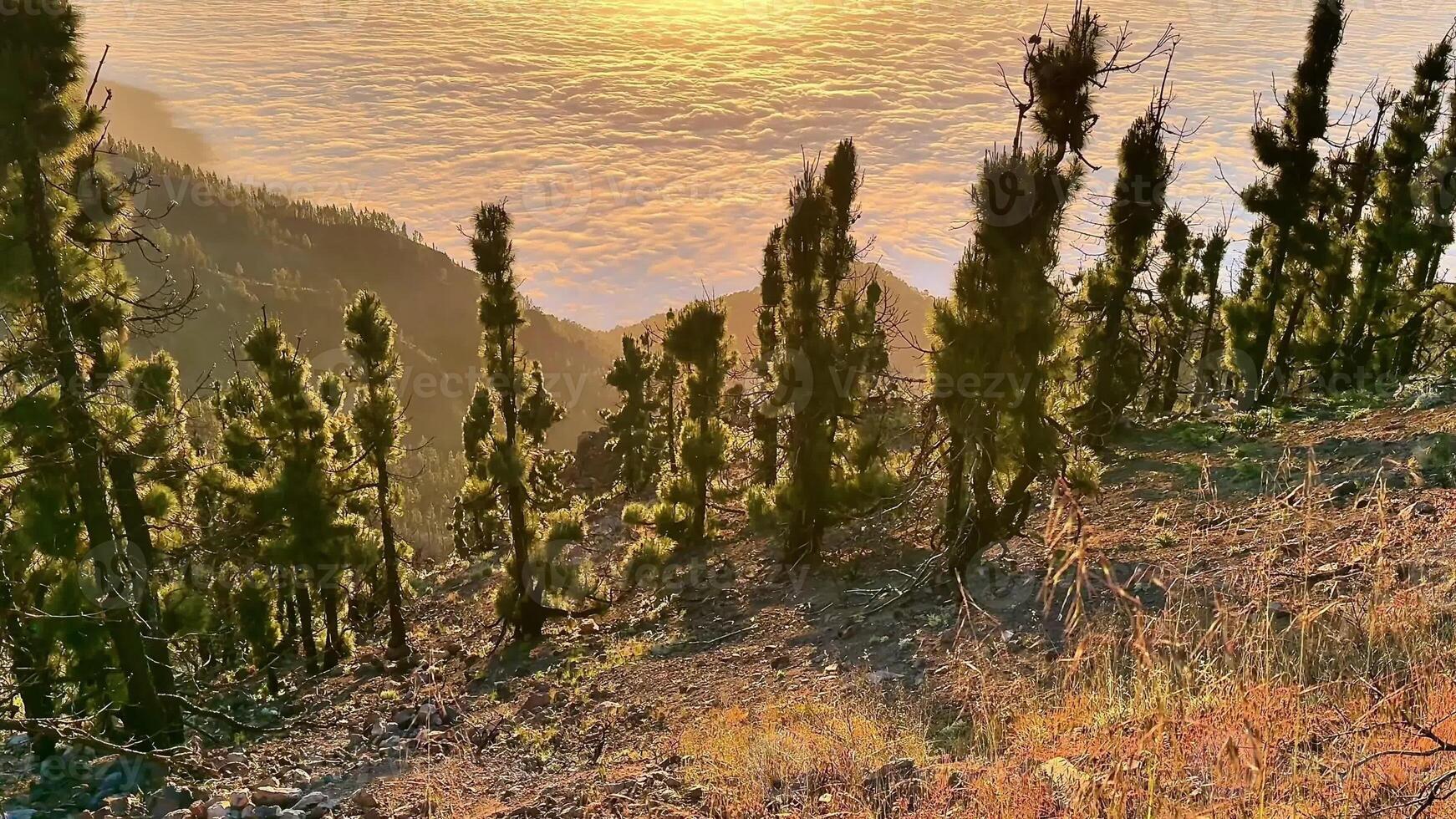 A breathtaking sunset paints the sky above a fogcovered valley, beautifully framed by unique tree silhouettes photo