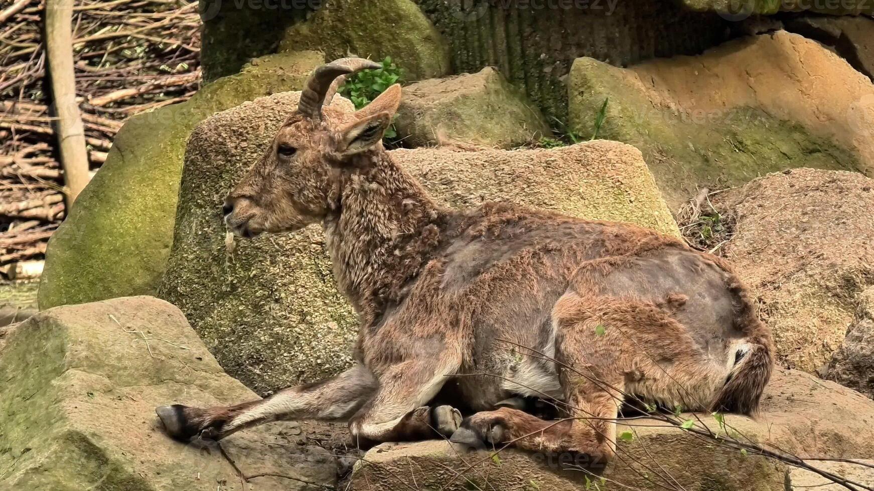 A goat is seen relaxing comfortably on rocky terrain, beautifully showcasing its natural habitat in nature photo