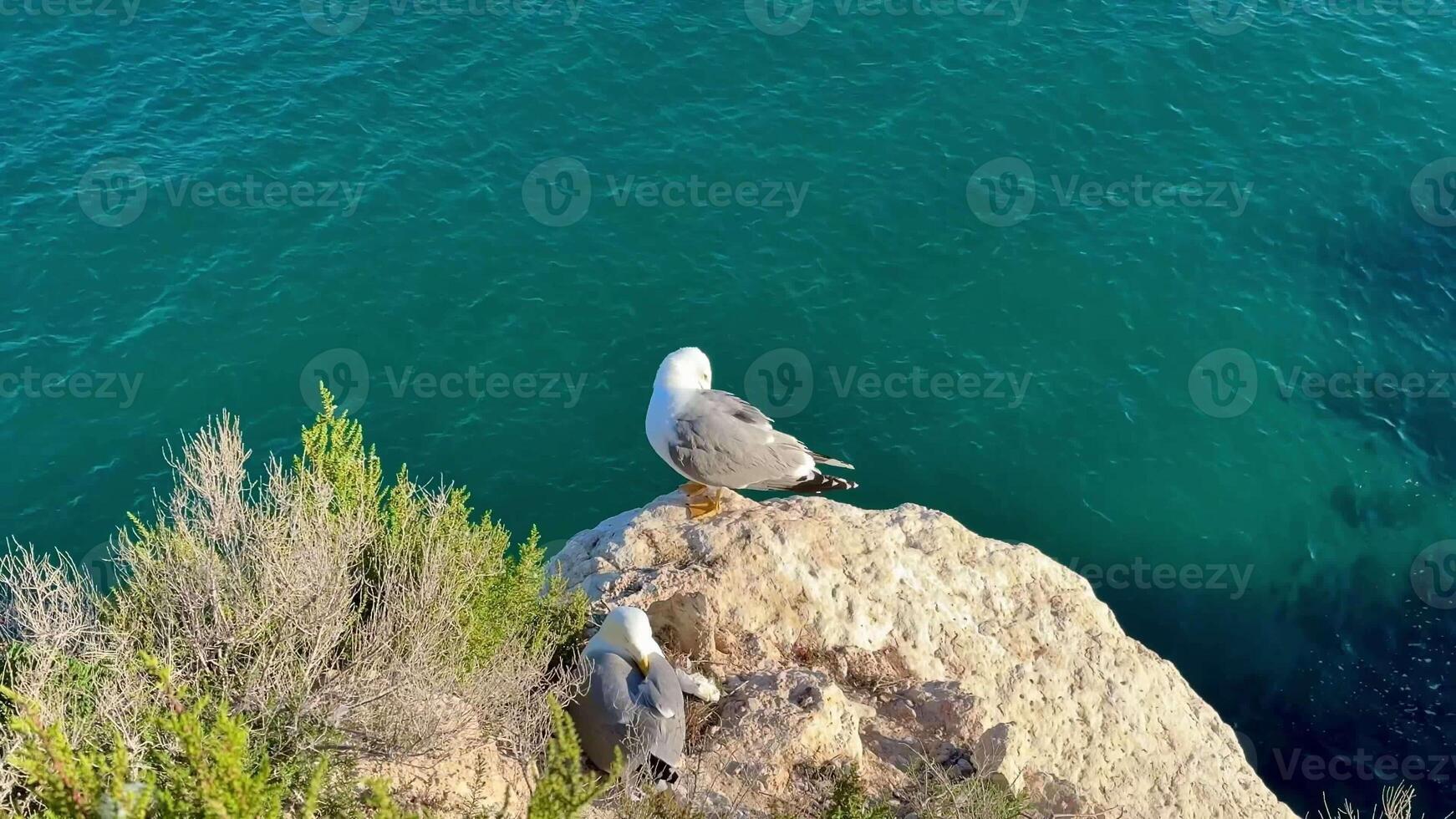 Two elegant seagulls are perched gracefully on a rugged rocky outcrop, overlooking the vibrant blue sea photo