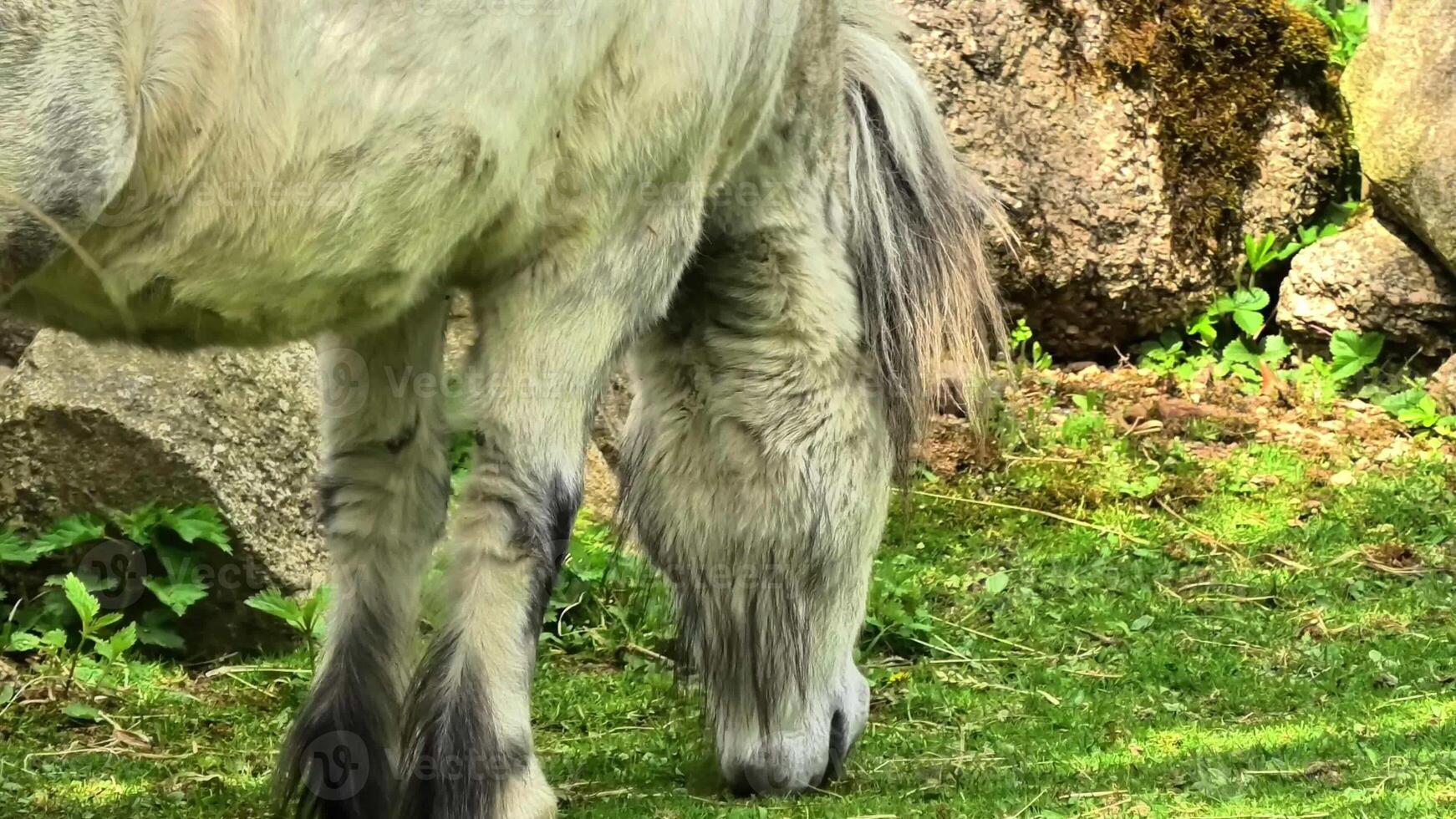 A stunning and beautiful horse is grazing peacefully in a lush green environment, surrounded by rocks and nature photo