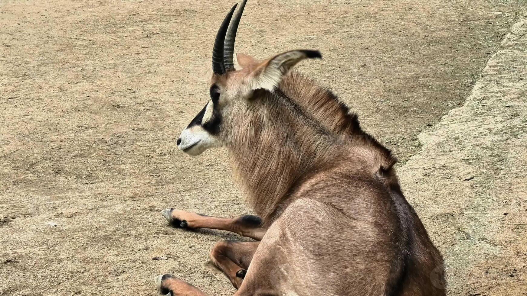 A serene antelope is lying gracefully on the soft ground, showcasing its unique horns and elegant posture photo