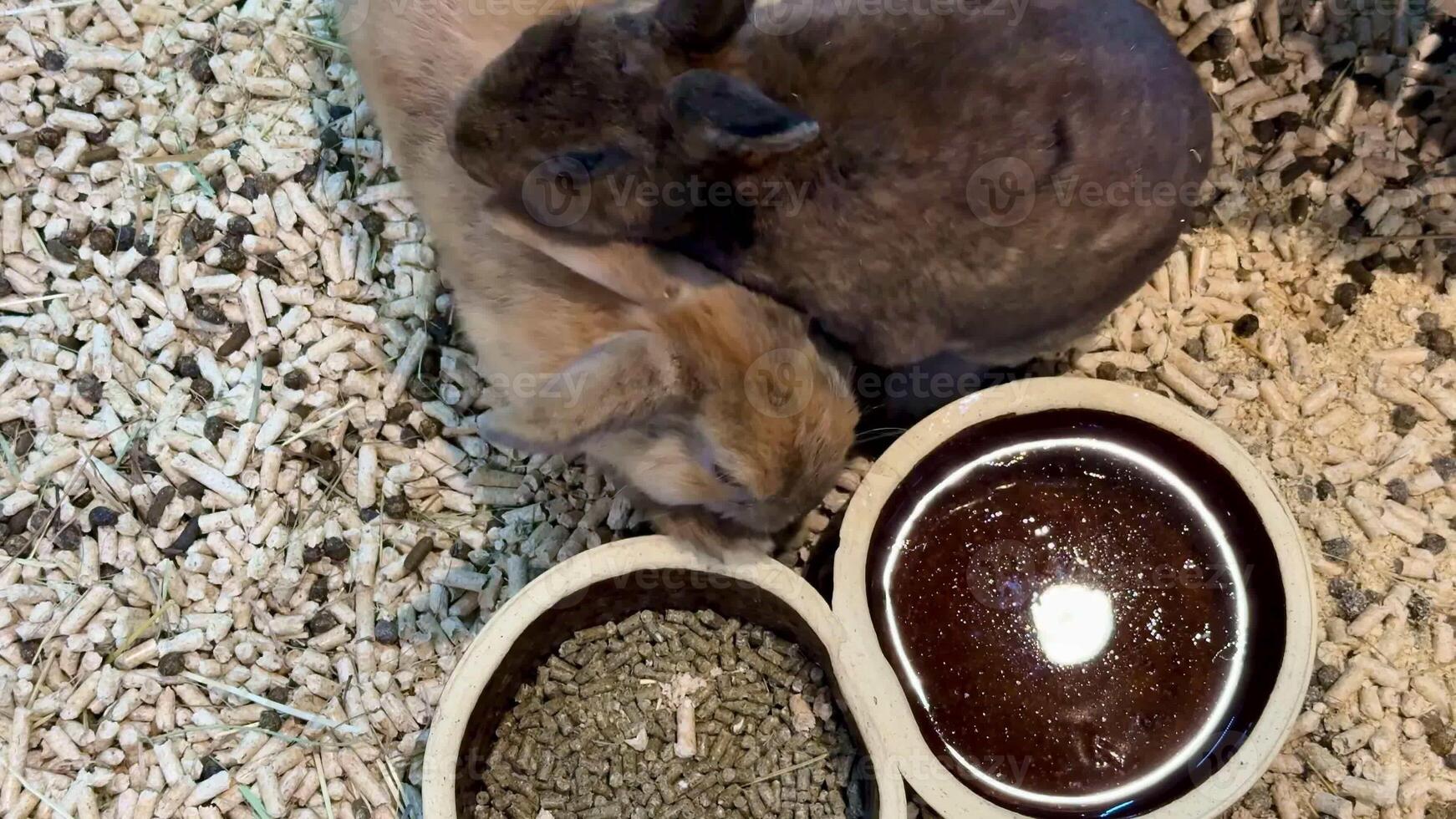 Two adorable rabbits are happily sharing a meal in their cozy habitat, showcasing their playful bond photo