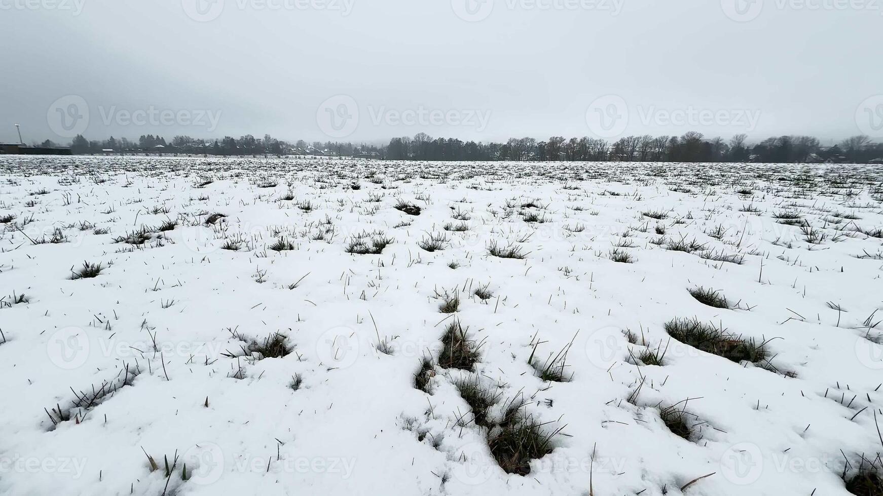 A vast, serene snowcovered field stretches under a gray sky, perfectly capturing winters quiet, beautiful charm photo