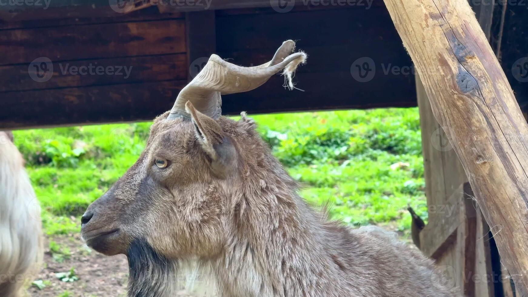 Witness a mountain goat displaying impressive horns in a lush, green setting full of natural beauty photo