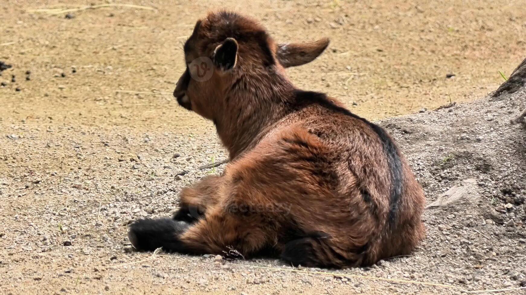 An adorable and playful baby goat is enjoying a beautiful sunny day while resting in a calm and serene environment photo