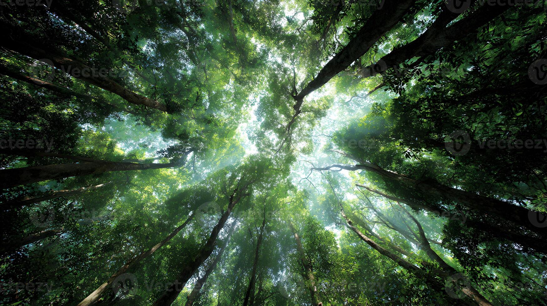 Sunlight streams through the lush canopy of a vibrant forest providing a serene and natural view photo
