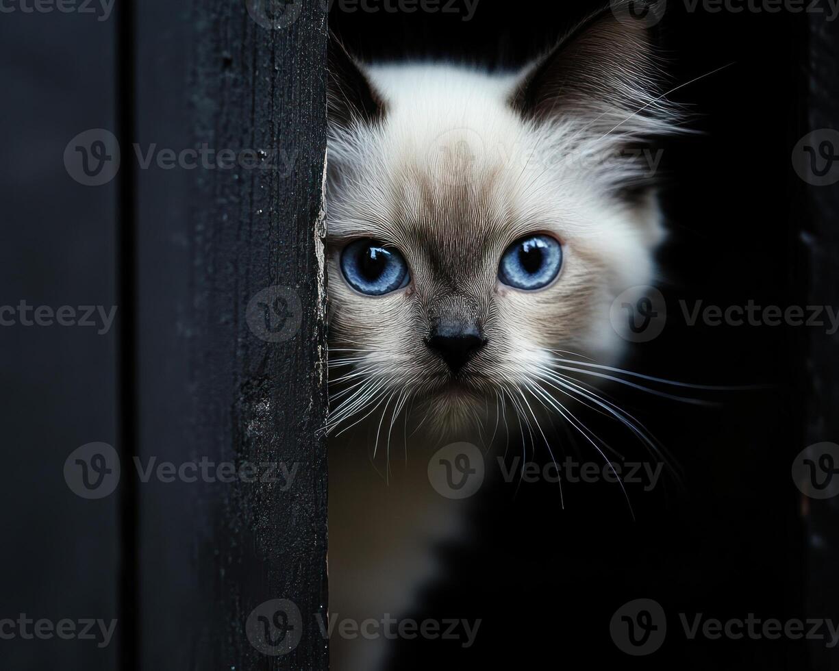 A cat with blue eyes peeking out from behind a wooden door photo