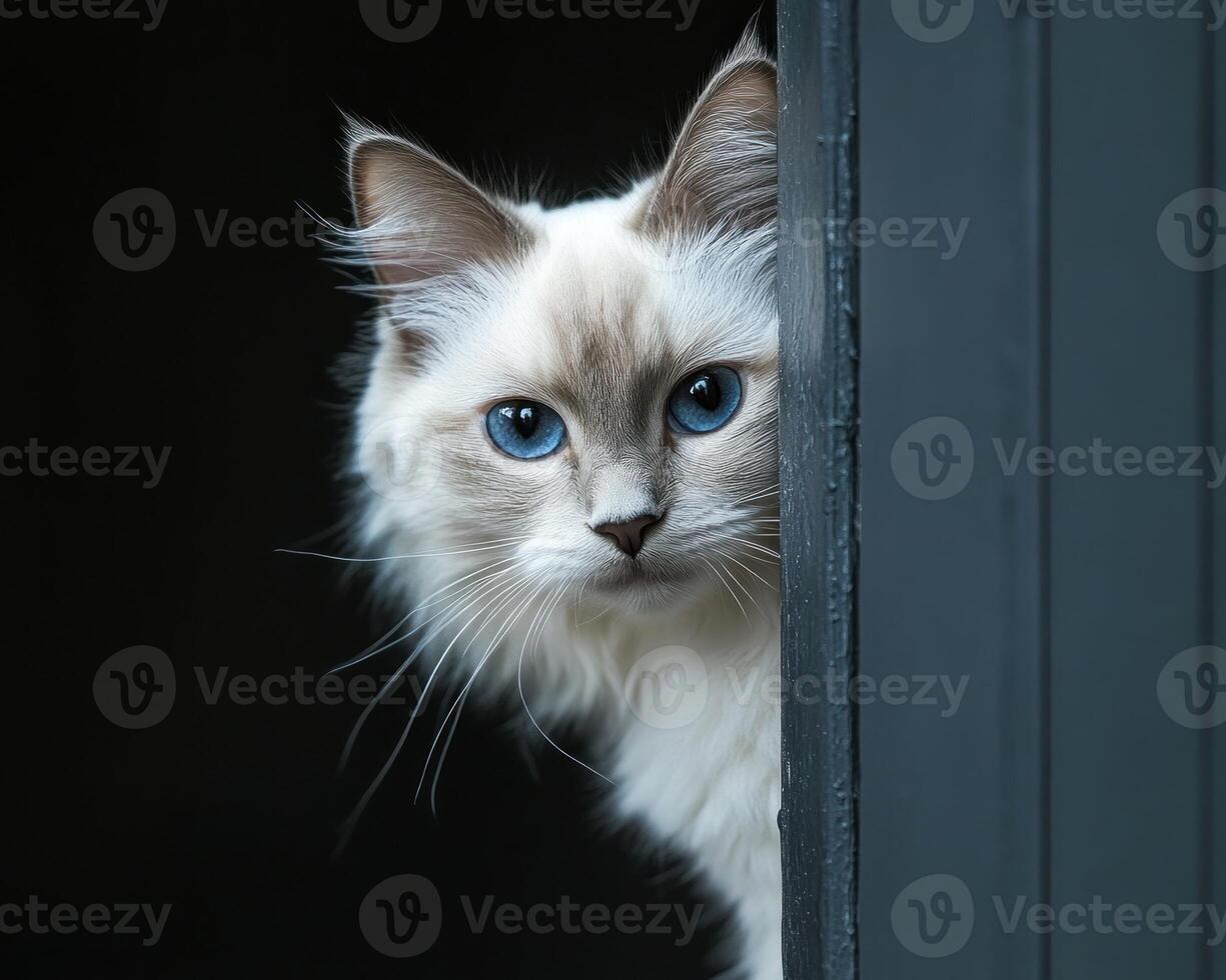 A white cat with blue eyes peeking out from behind a door photo