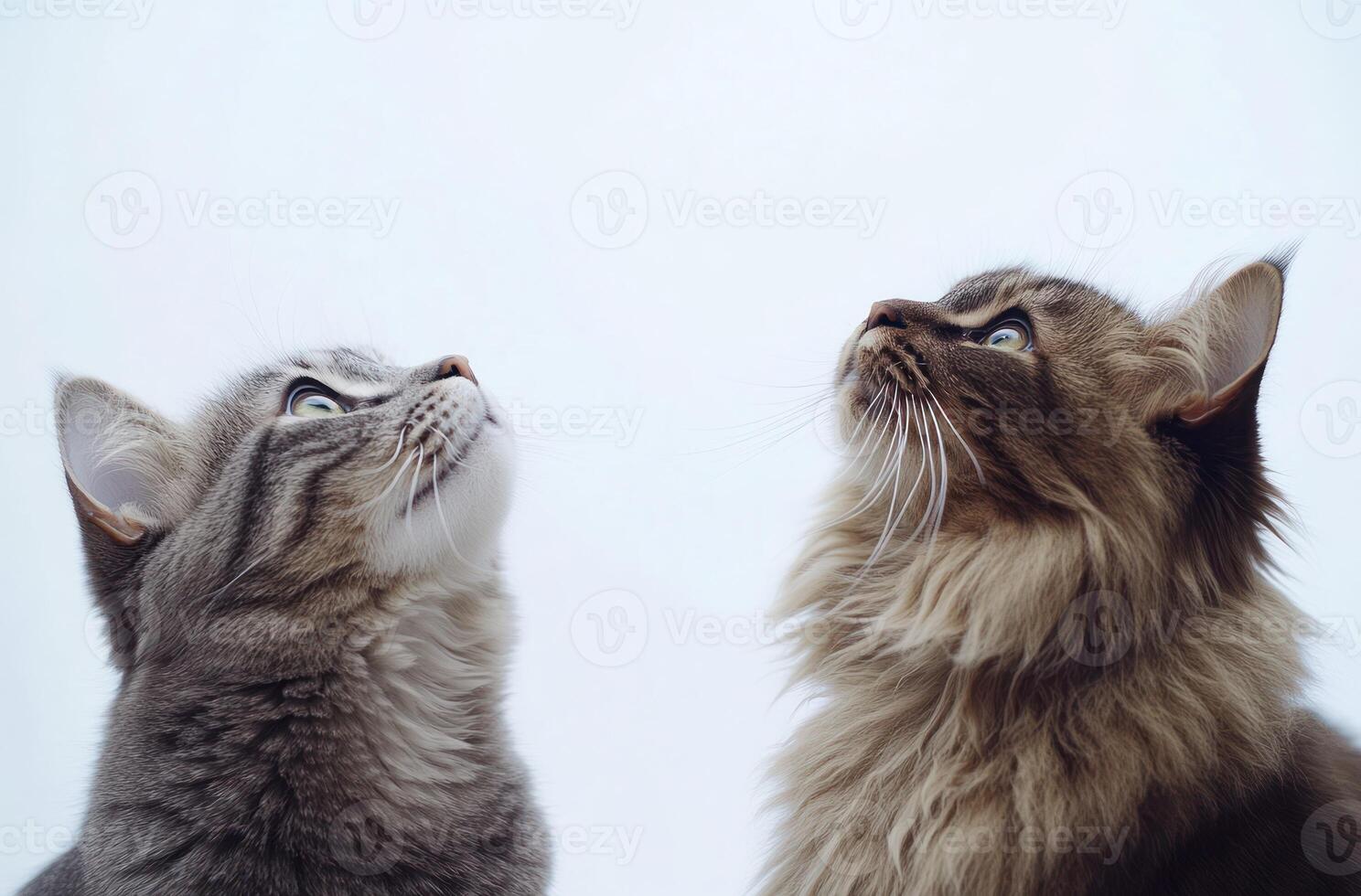 Two cats looking up at each other photo