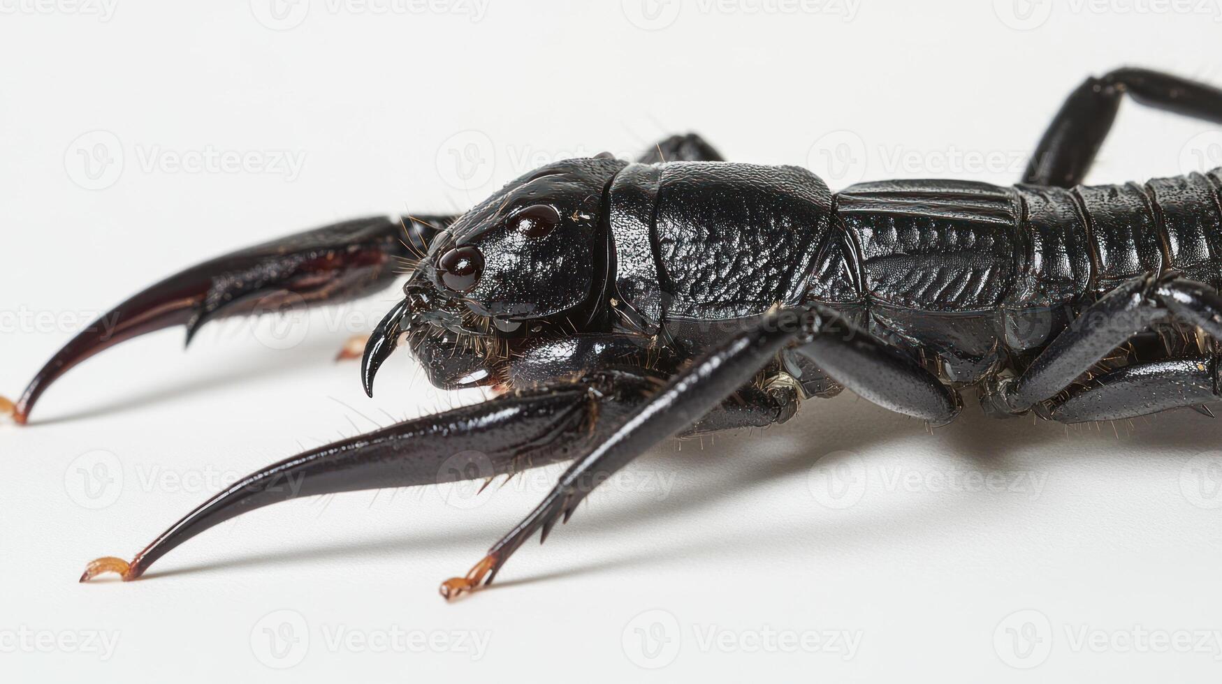 A large black bug with long legs photo