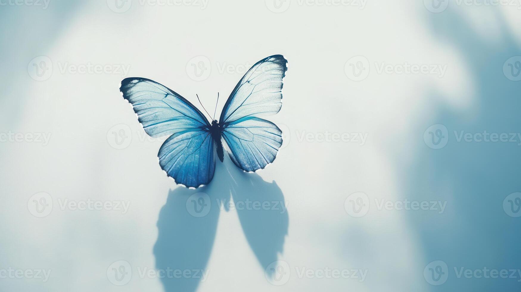 A blue butterfly on a white background photo