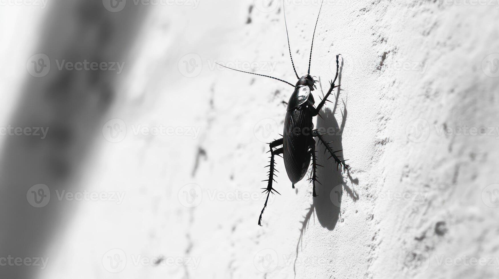 A black and white photo of a bug on a wall