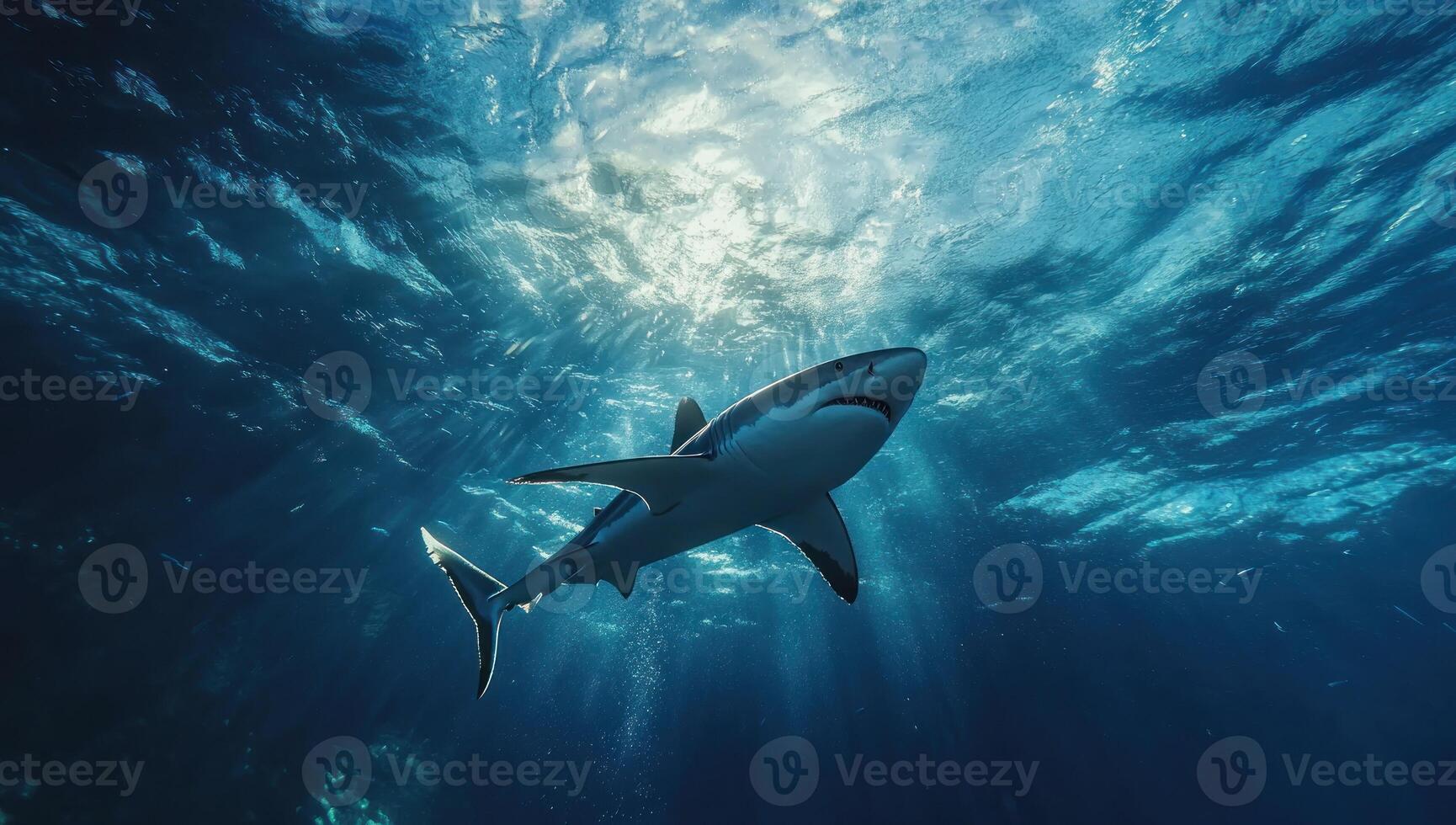 A great white shark swimming in the ocean photo