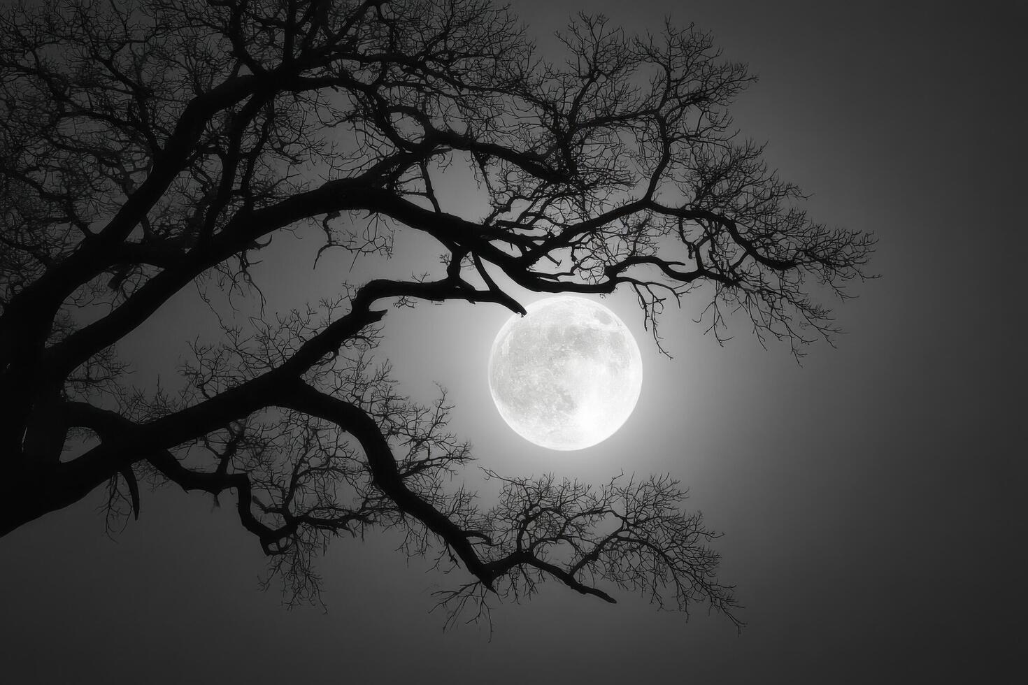 Full moon illuminates a dark night sky, casting light through the branches of a bare tree, creating a tranquil atmosphere photo