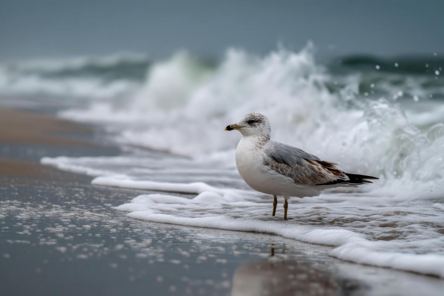 A seagull surveys the shoreline while waves crash nearby, creating frothy surf on a cloudy beach day photo