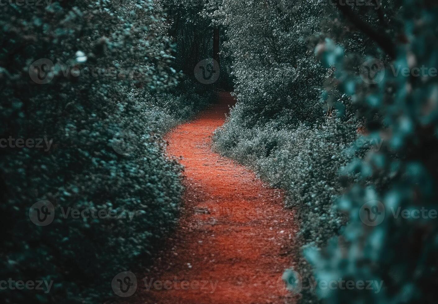 Winding reddish path through a lush, dark green forest photo
