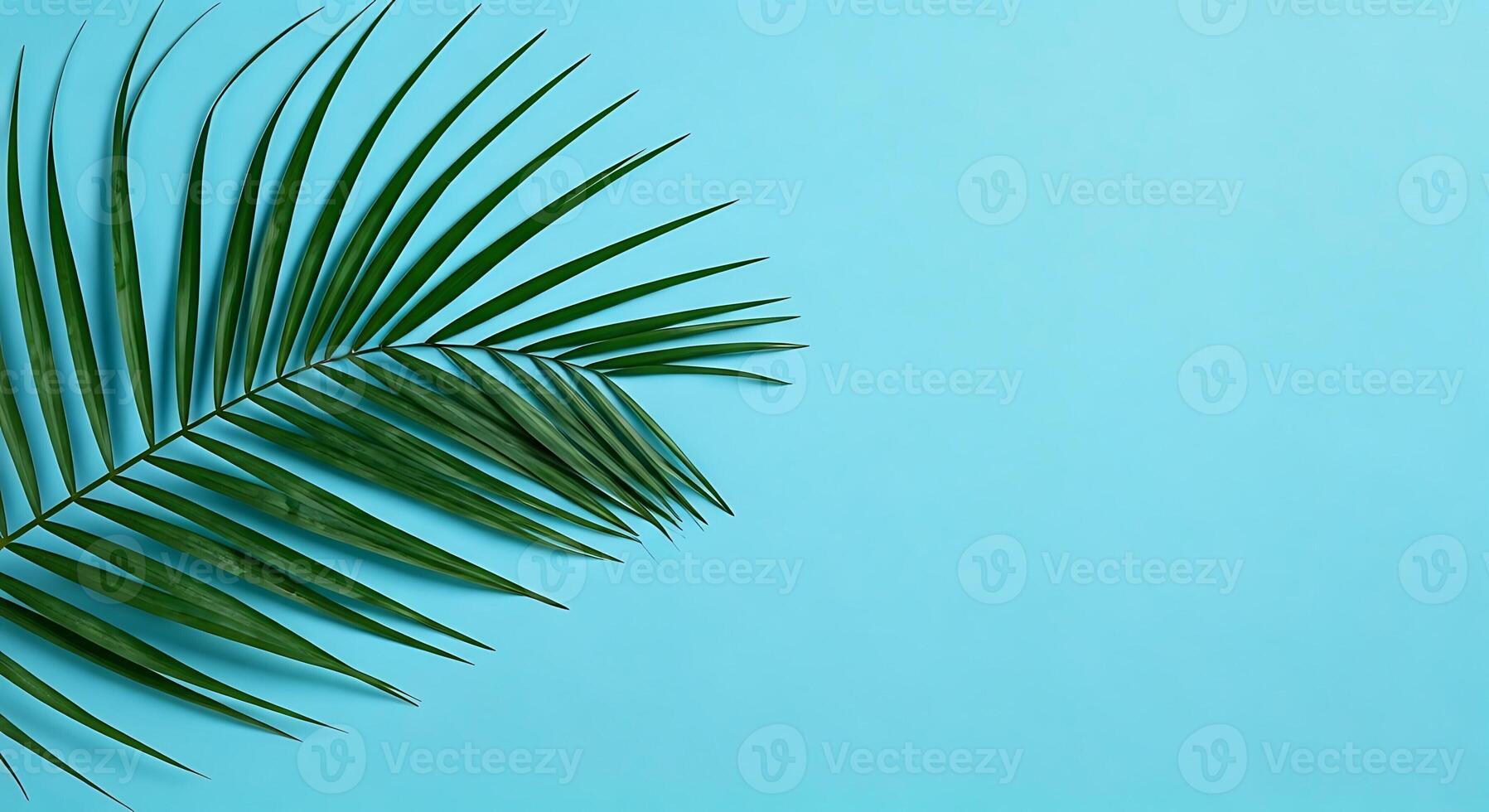 Palm leaves on blue background photo