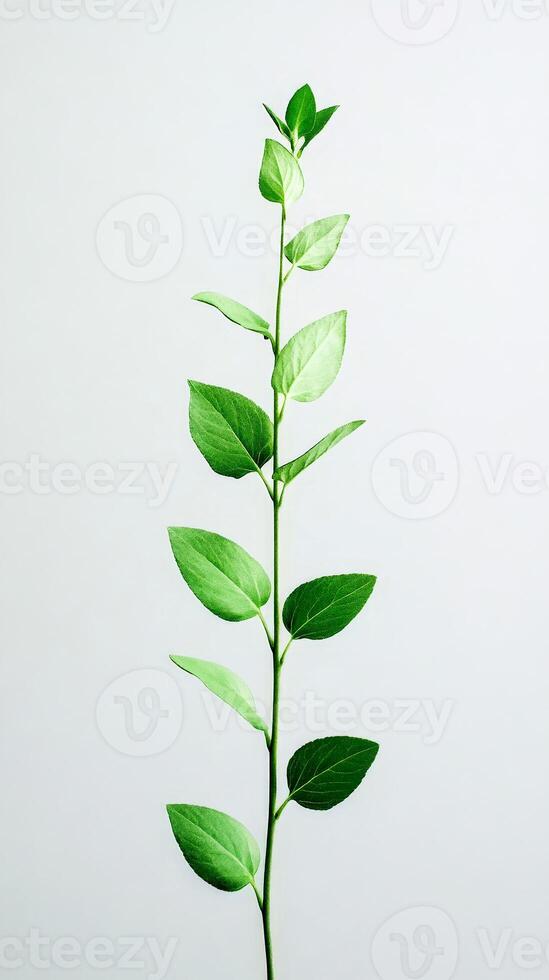This tall green plant features numerous bright leaves, standing out beautifully against a light backdrop, emphasizing its elegance and freshness photo