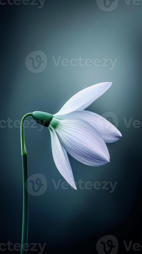 A surreal snowdrop flower displays its beautiful petals gracefully, set against a soft, dreamy, abstract backdrop in gentle hues photo