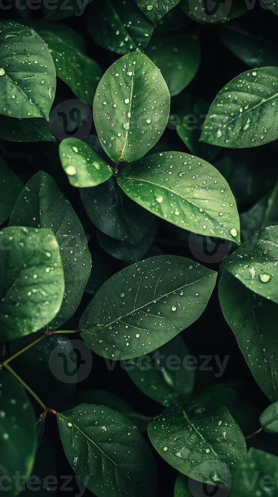 Close-up view of vibrant green leaves adorned with water droplets, highlighting nature's intricate details and freshness after rainfall photo