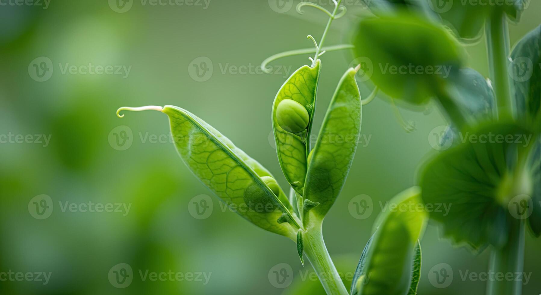 Close-up of vibrant green pea pods with visible peas growing in a garden setting photo