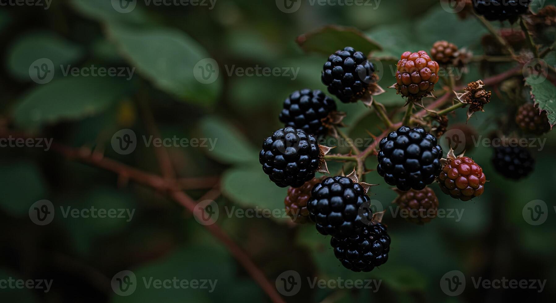 Close-up view of ripe blackberries growing on a thorny bush in a garden setting photo