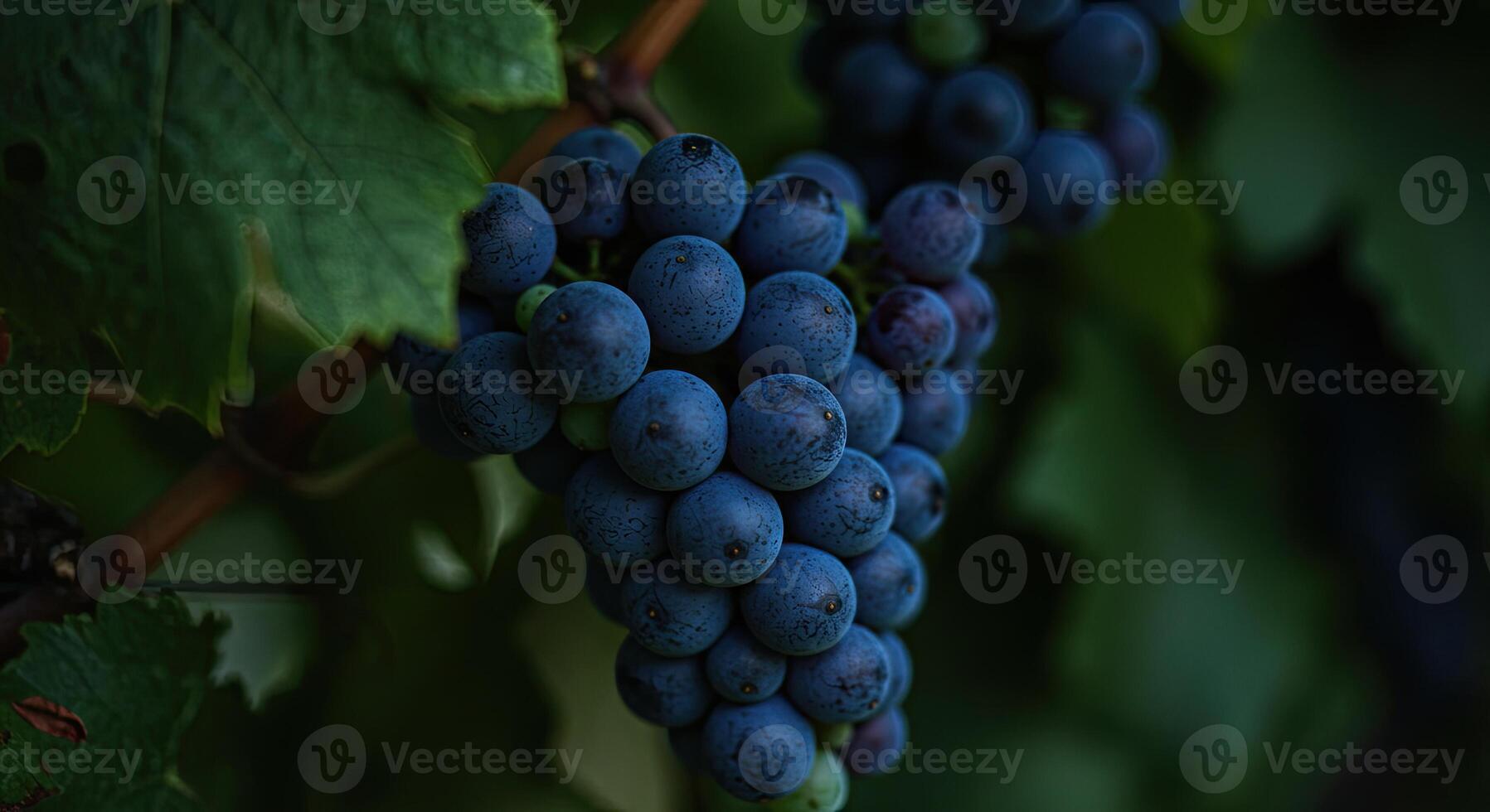 Close-up view of a cluster of ripe dark grapes growing on a vine in a vineyard photo
