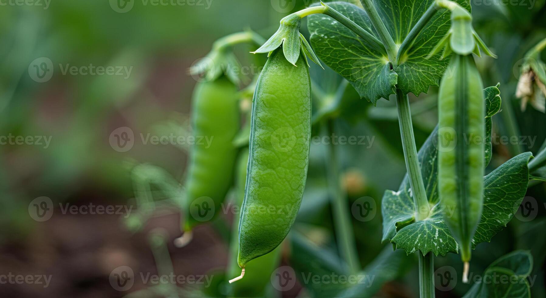 Close-up view of fresh green pea pods growing on a plant in a garden photo