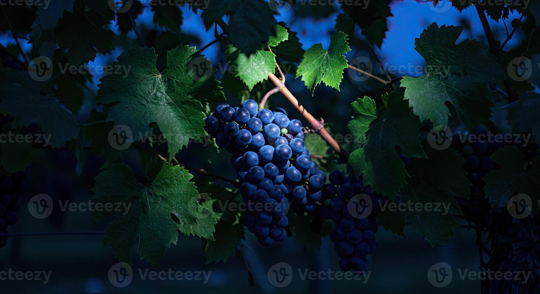 Dark blue grapes on the vine, framed by green leaves, against a blue sky backdrop photo