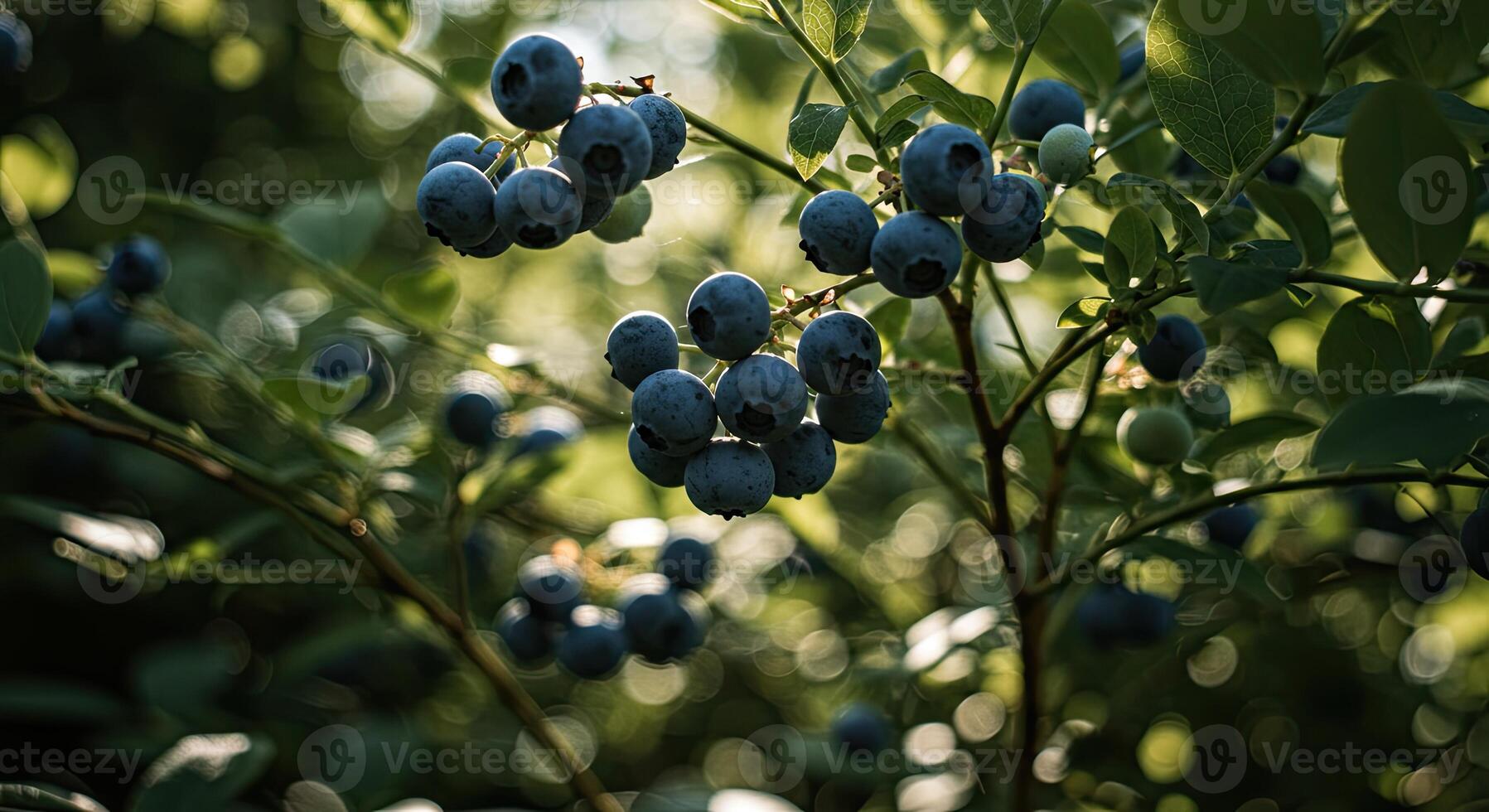 Close-up view of ripe blueberries growing on a bush with green leaves in sunlight photo