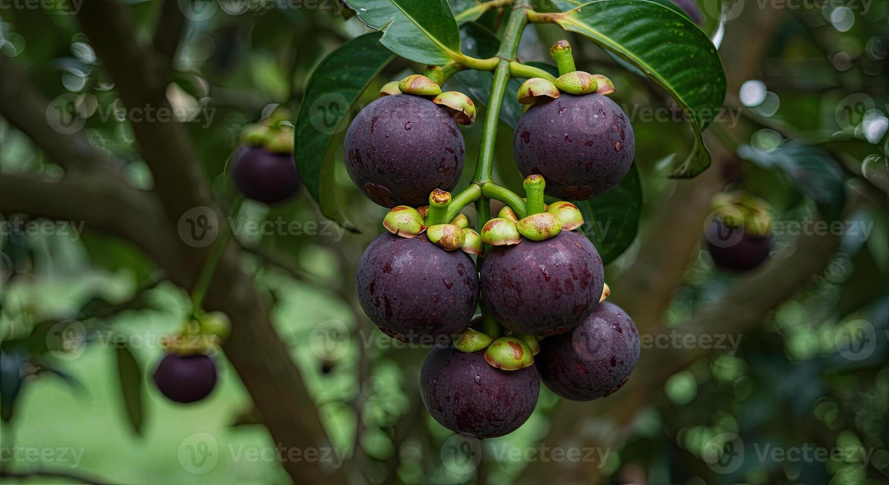 Close-up view of ripe purple mangosteen fruits hanging from a tree branch with green leaves photo
